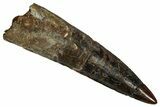 Fossil Spinosaurus Tooth - Real Dinosaur Tooth #355724-1